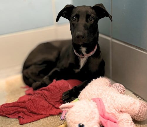 Photo of Cindy Lou, adoptable Labrador Retriever in Houston, Texas