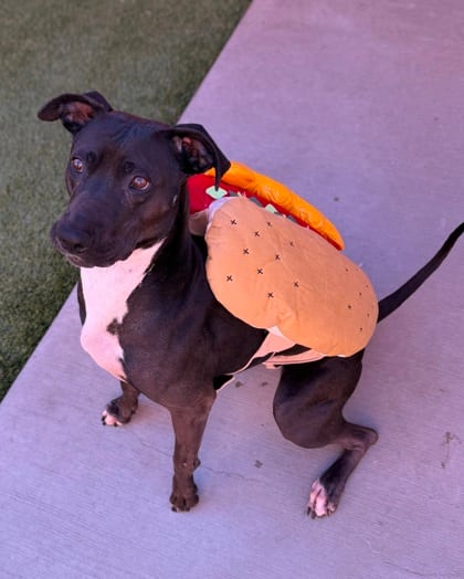 Photo of Velvet, adoptable dog in Farmington, New Mexico