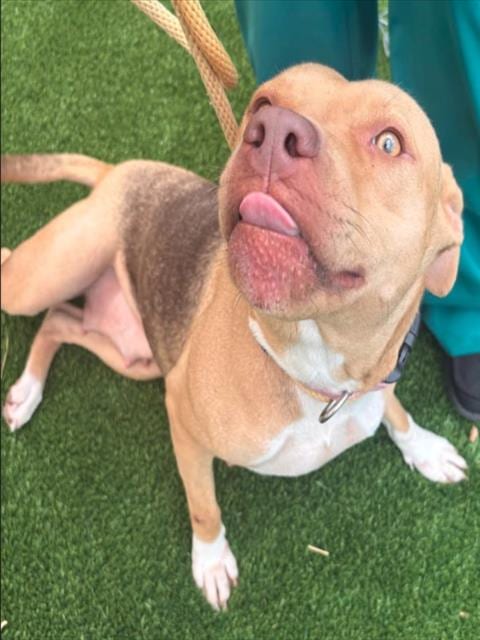 Photo of Basil, adoptable Pit Bull Terrier in Texas City, Texas