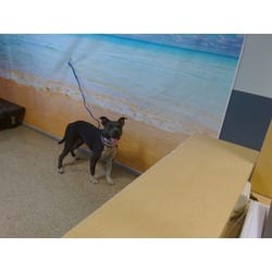 Photo of Cindy, adoptable Terrier (Unknown Type, Medium) in Doral, Florida