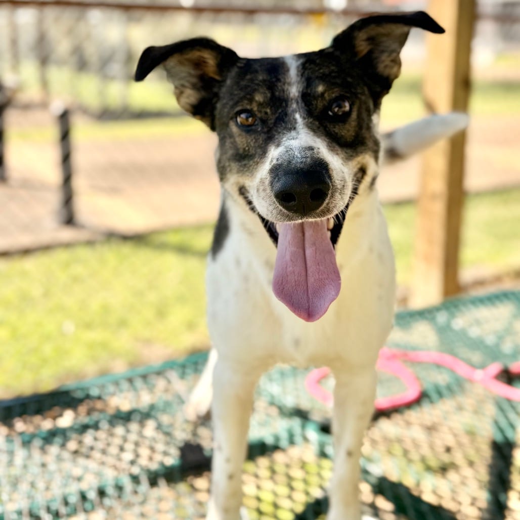 Photo of Mule, adoptable Mixed Breed (Large) in Riverwoods, Illinois
