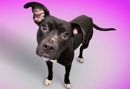 Photo of Millie, adoptable Labrador Retriever in Ft Lauderdale, Florida