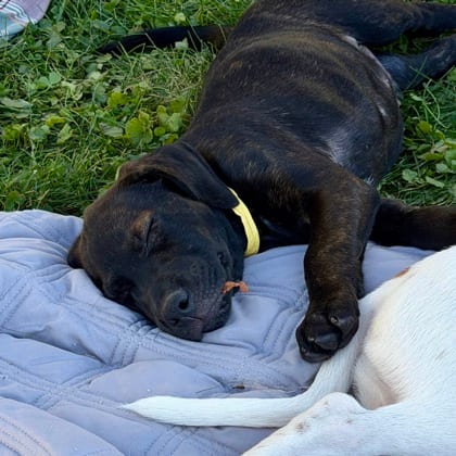 Photo of Tonka, adoptable Mixed Breed in Montpelier, Vermont