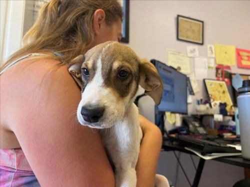 Photo of Monopoly, adoptable Rhodesian Ridgeback in Santa Cruz, California