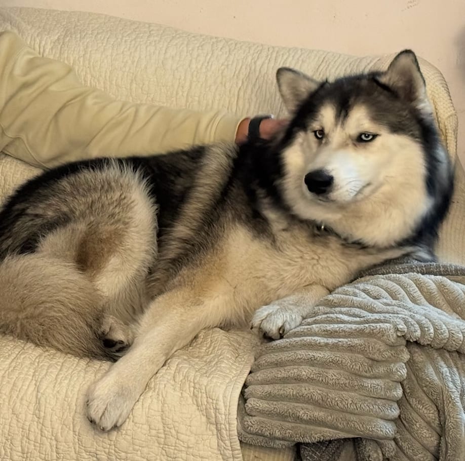 Photo of Togo, adoptable Husky in Dana Point, California