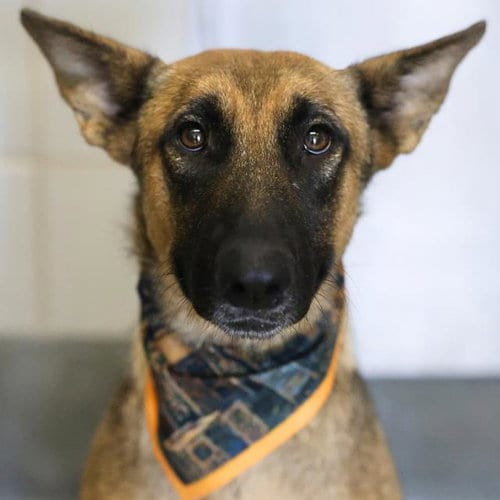 Photo of Lola, adoptable Belgian Shepherd Malinois in San Antonio, Texas