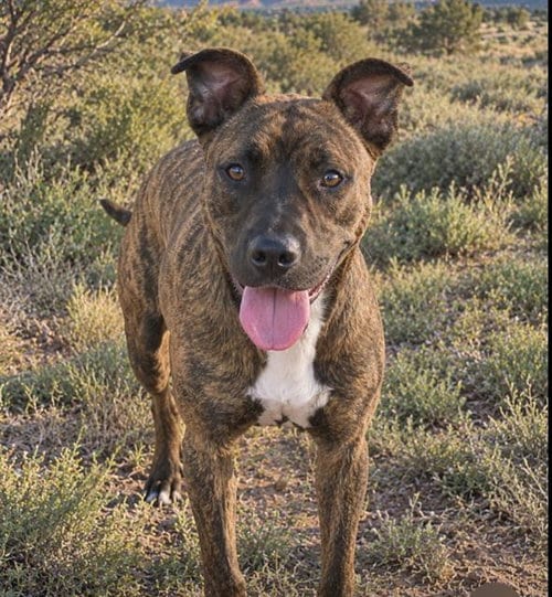 Photo of Chispa, adoptable American Pit Bull Terrier in Albuquerque, New Mexico