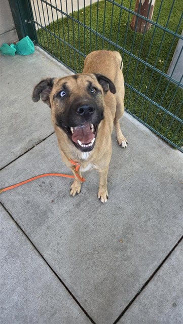 Photo of Deputy, adoptable German Shepherd Dog in San Jose, California