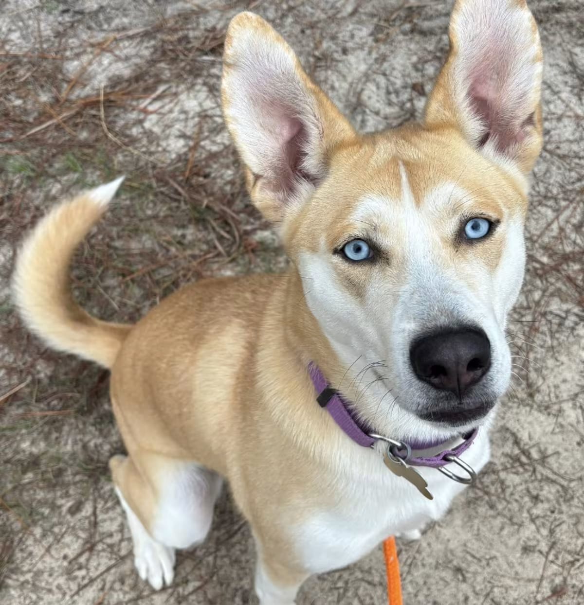 Photo of Ella, adoptable Husky/Mixed Breed (Medium) in FREEPORT, Florida