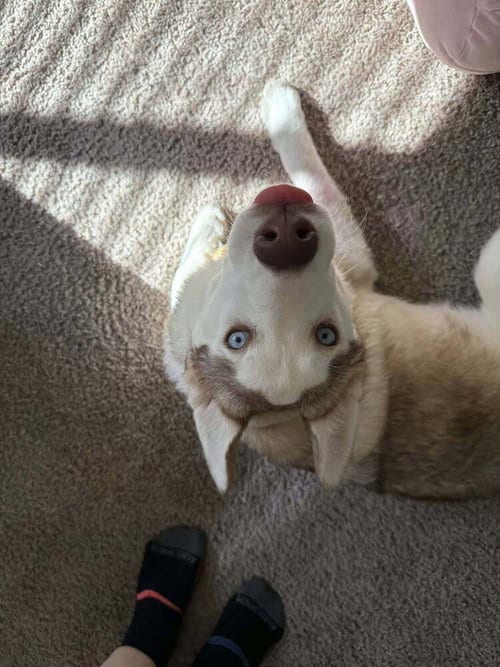 Photo of Jinx, adoptable Husky in Raleigh, North Carolina