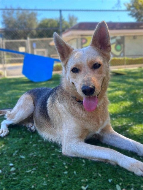 Photo of Ethel, adoptable German Shepherd Dog in Agoura, California