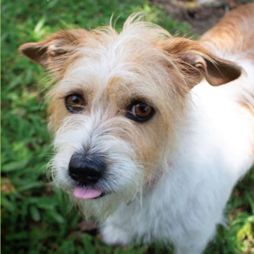 Photo of Martha, adoptable Terrier in Canton, Connecticut