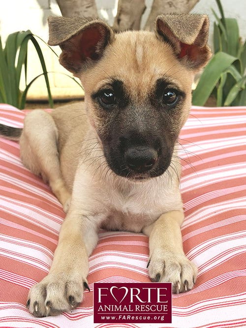 Photo of Dinah, adoptable German Shepherd Dog in Marina del Rey, California