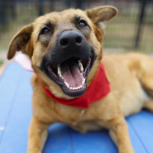 Photo of Riley, adoptable Belgian Shepherd Malinois in San Antonio, Texas