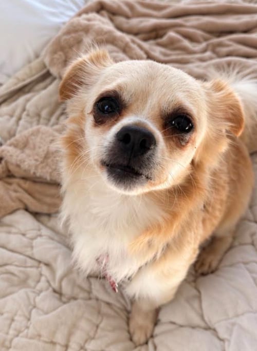 Photo of Donnie, adoptable Pekingese in San Diego, California