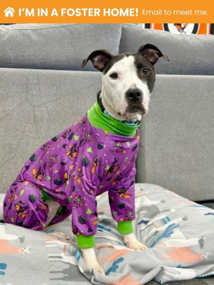 Photo of Wicked, adoptable dog in Baltimore, Maryland