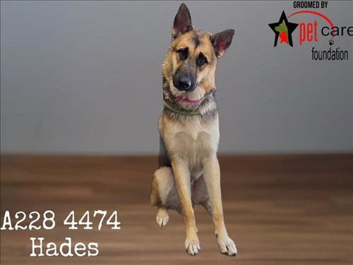 Photo of Hades, adoptable German Shepherd Dog in Los Angeles, California