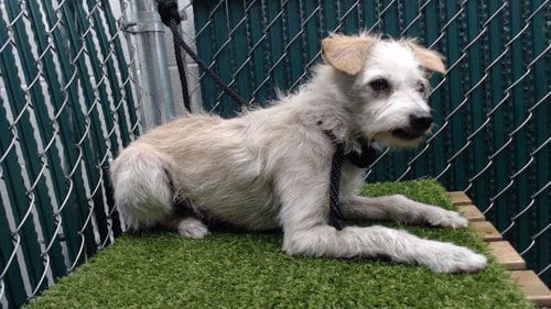 Photo of Max, adoptable Terrier in Downey, California