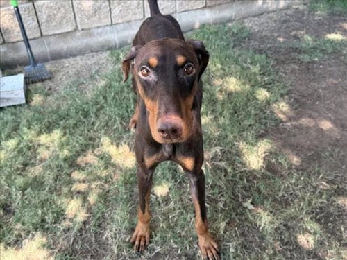 Photo of Falcon, adoptable Doberman Pinscher in Tulsa, Oklahoma