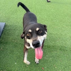 Photo of Truffle 0074, adoptable Mixed Breed (Medium) in Loxahatchee, Florida