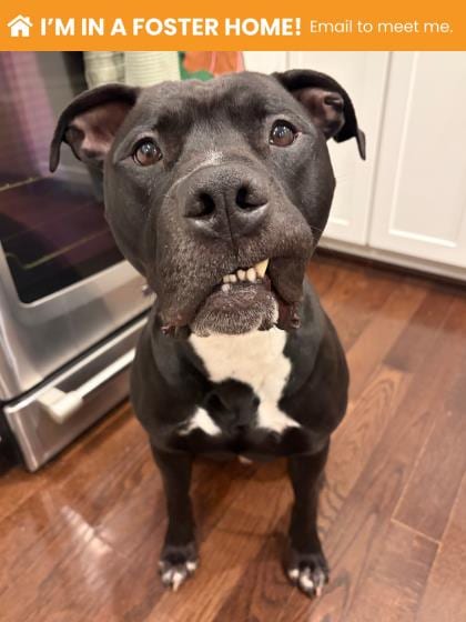 Photo of Kashh, adoptable dog in Baltimore, Maryland