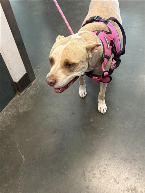Photo of Precious, adoptable American Staffordshire Terrier in Chatsworth, California