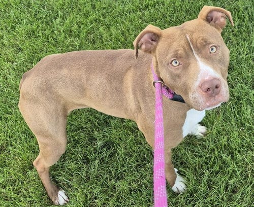 Photo of Pigtails, adoptable Pit Bull Terrier in Decatur, Illinois