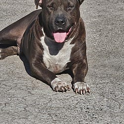Photo of Sonny, adoptable Mixed Breed (Large) in Riverview, Florida