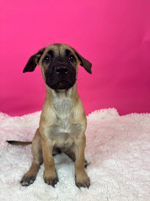 Photo of St. Petersburg, adoptable Shepherd in Phoenix, Arizona