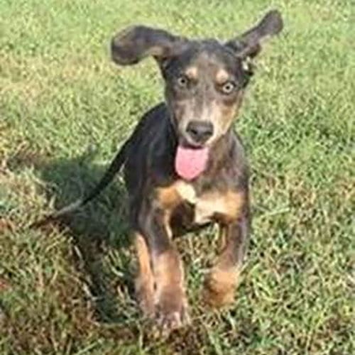 Photo of Dobie Shasta, adoptable Doberman Pinscher in Chantilly, Virginia