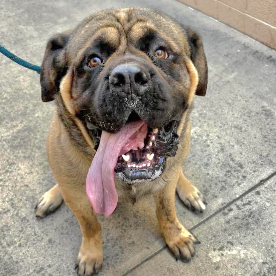 Photo of Leo - Chino Hills Location, adoptable Mastiff