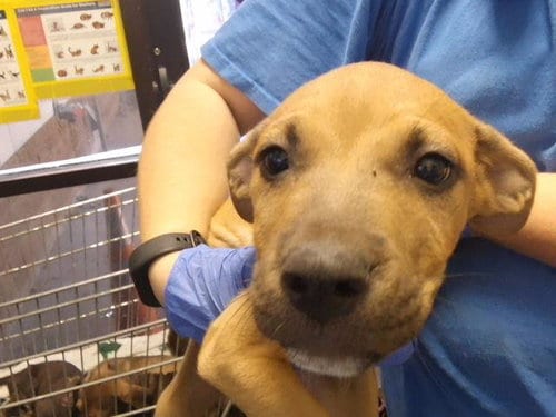 Photo of Sparrow, adoptable Pit Bull Terrier in Tulsa, Oklahoma
