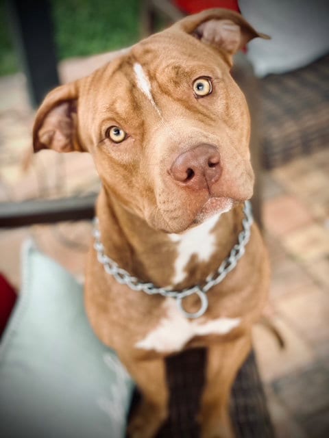 Photo of Yoda, adoptable Pit Bull Terrier in Miami, Florida