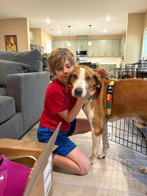 Photo of Hank, adoptable Hound in Holbrook, New York