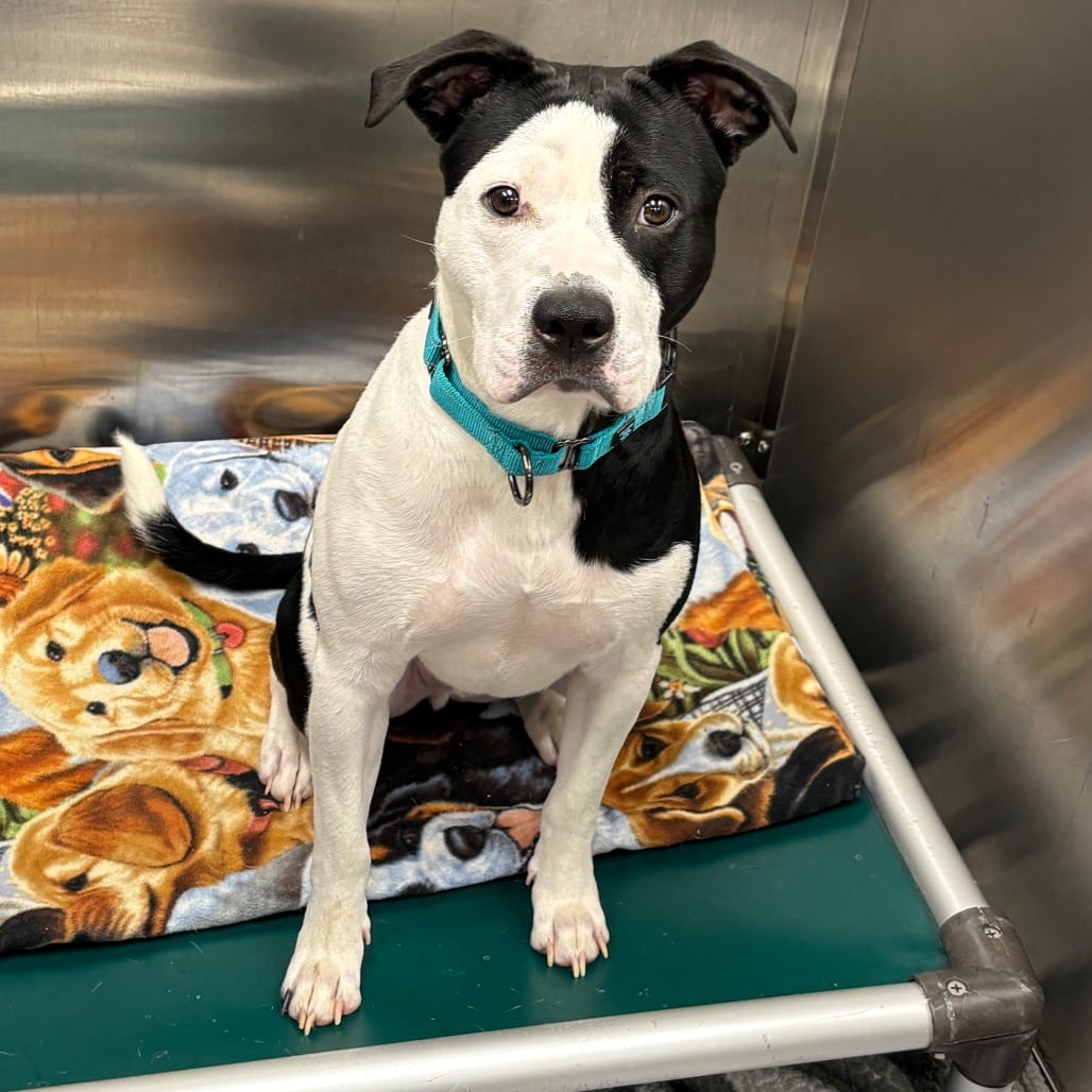 Photo of Tater, adoptable Mixed Breed (Medium)
