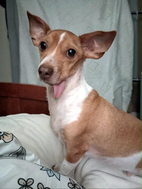 Photo of Kane, adoptable Chihuahua in Visalia, California