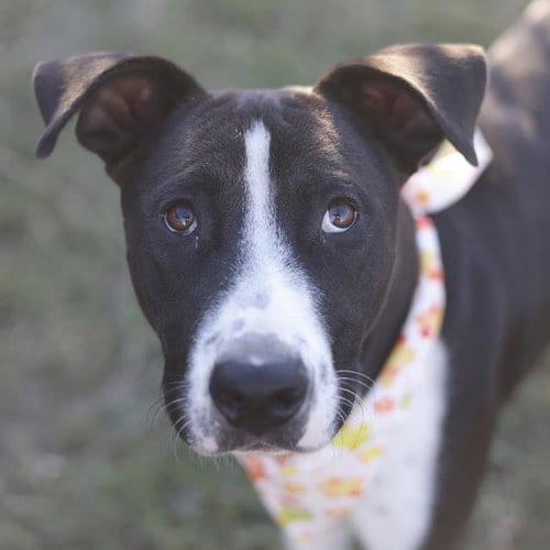 Photo of Gunner, adoptable American Staffordshire Terrier in San Antonio, Texas
