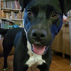 Photo of Bernie CP, adoptable Labrador Retriever in Beverly Hills, California
