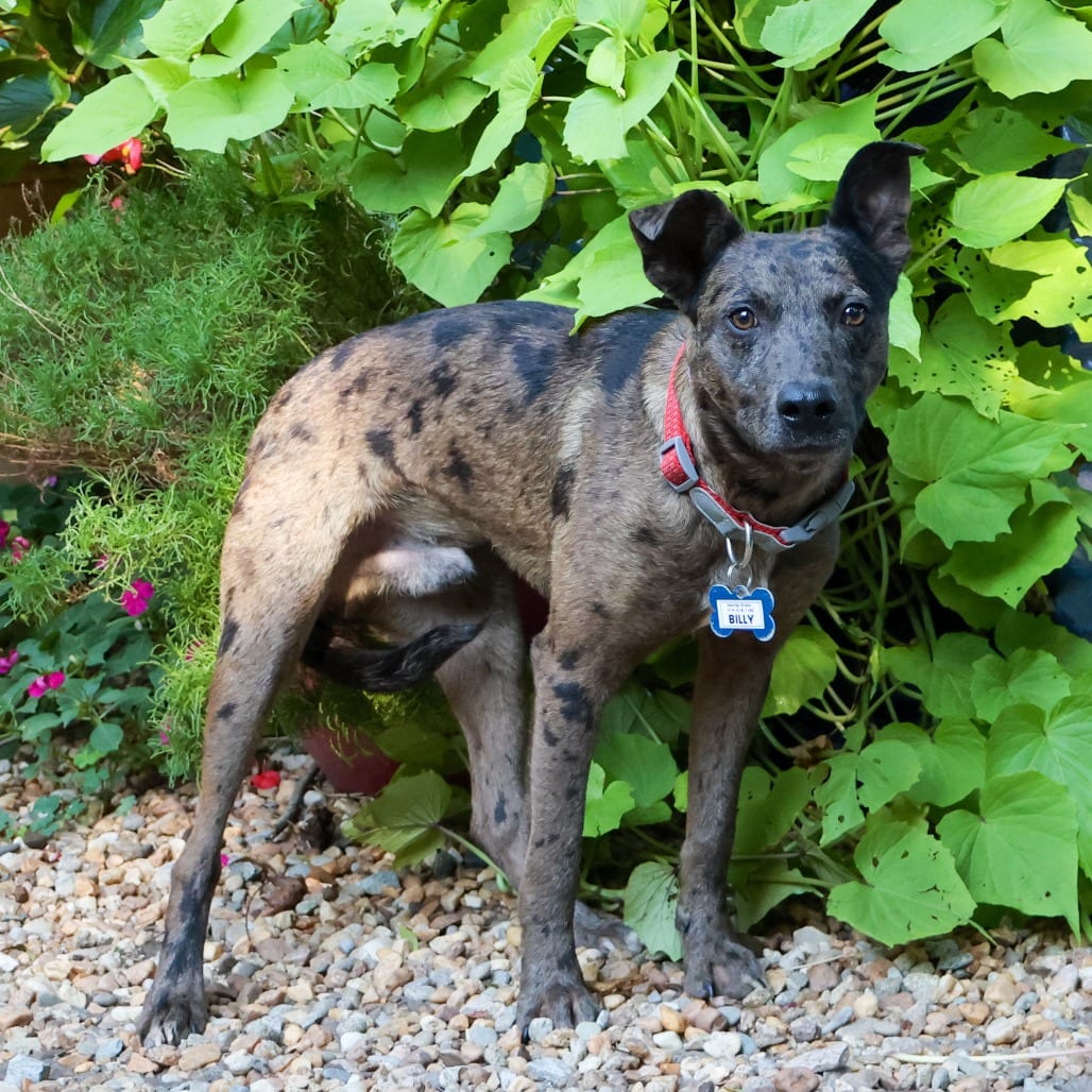 Photo of Billy, adoptable Feist / Catahoula Leopard Dog in Wake Forest, North Carolina