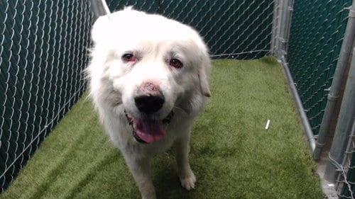 Photo of Denali, adoptable Great Pyrenees in Downey, California