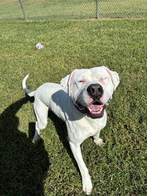 Photo of Boe, adoptable American Bulldog in Forestville, Maryland