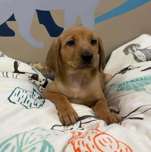 Photo of Oakley, adoptable Golden Retriever in Walnutport, Pennsylvania