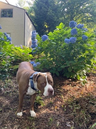 Photo of Capricorn - IN FOSTER, adoptable dog in Chamblee, Georgia