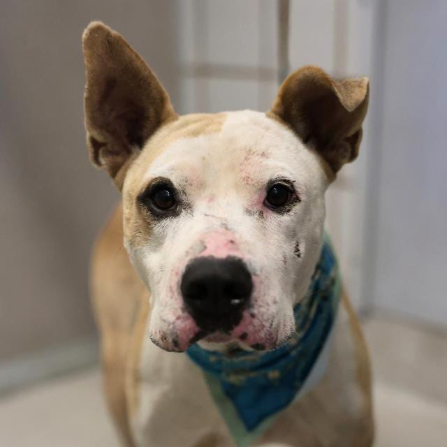Photo of Cornnelius Gambino, adoptable dog in San Antonio, Texas