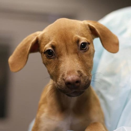 Photo of Cristie, adoptable American Staffordshire Terrier in San Antonio, Texas