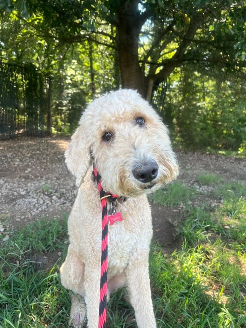 Photo of Sunny Jul 26, adoptable Poodle (Standard) in Pacolet, South Carolina