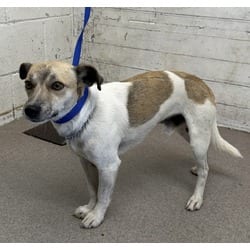 Photo of A597838, adoptable Chihuahua in San Bernardino, California