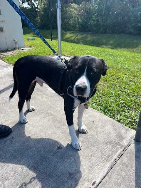 Photo of Max, adoptable American Bulldog in Miami, Florida
