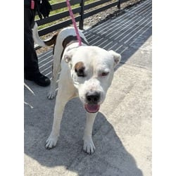 Photo of Spots, adoptable Terrier (Unknown Type, Medium) in Doral, Florida
