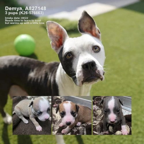 Photo of Demya, adoptable American Staffordshire Terrier in San Antonio, Texas